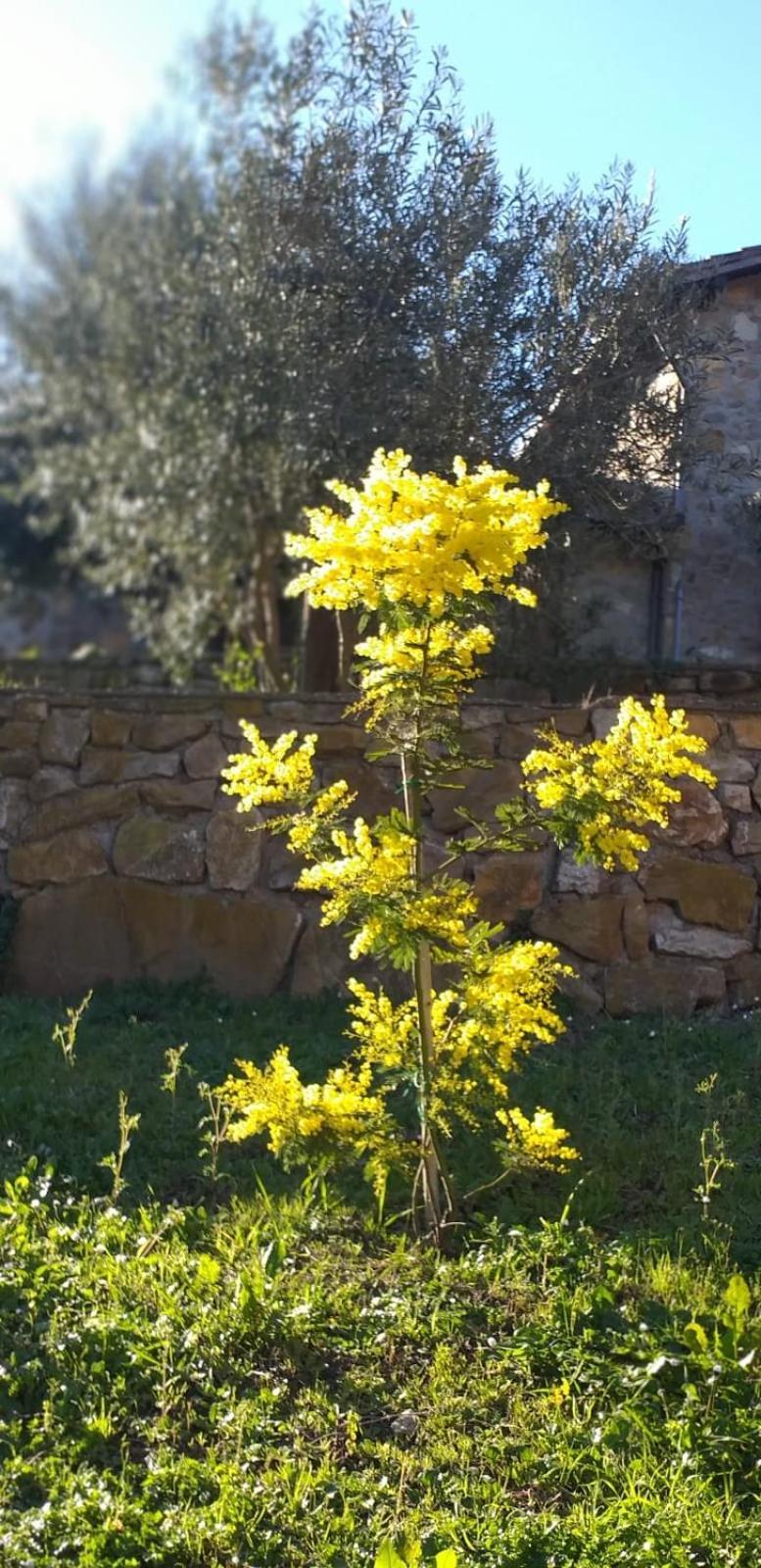 Dimora Il Camaleonte Apartments In Nature With Pool Civitavecchia Exterior foto